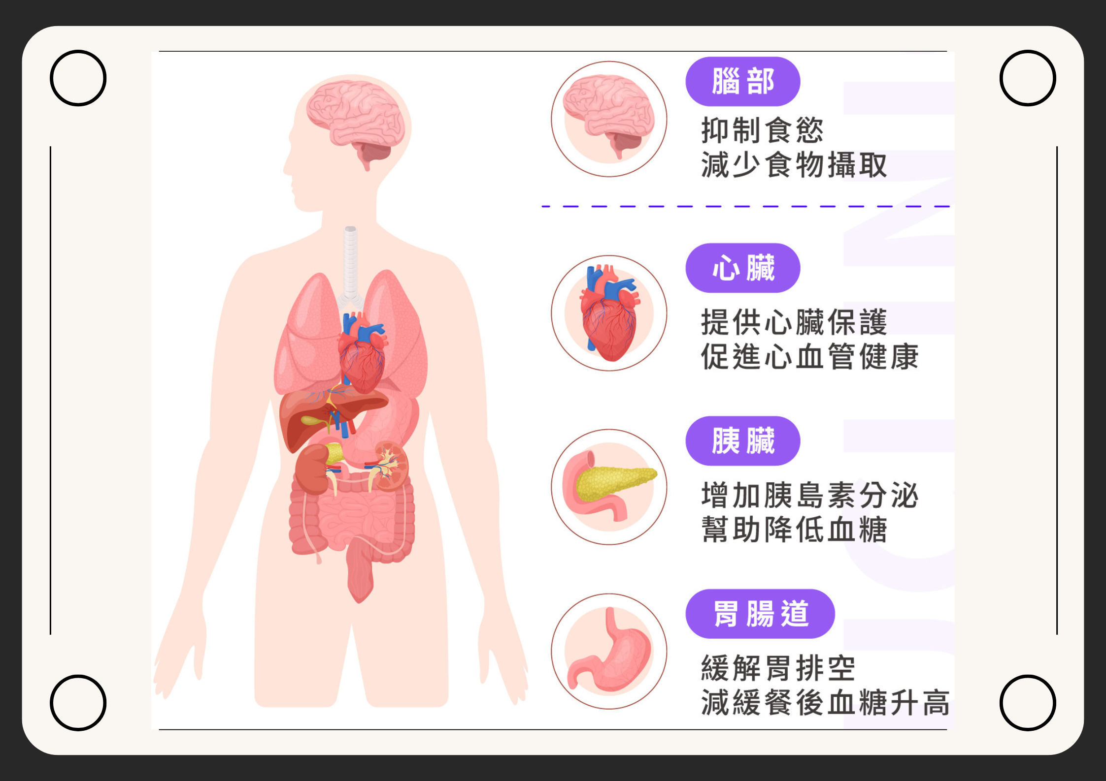 猛健樂作用機轉